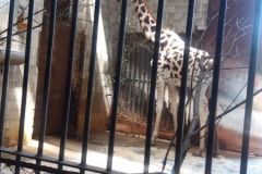 Wakacje z MOK-iem - Wycieczka do ZOO w Ostrawie